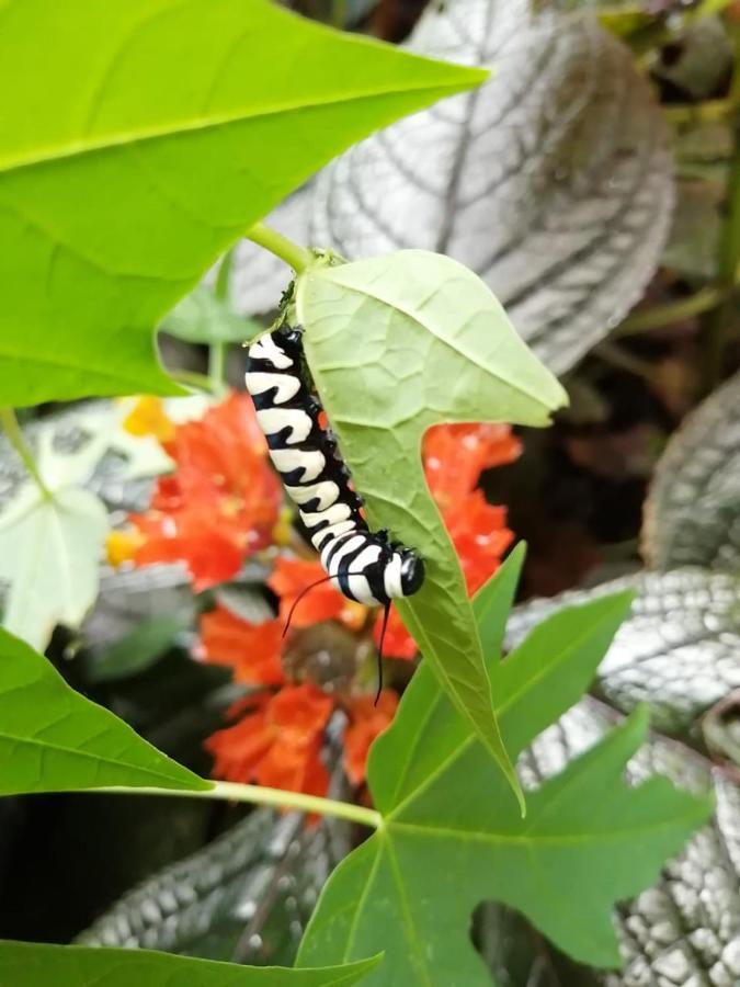 Cahuita Lodge エクステリア 写真